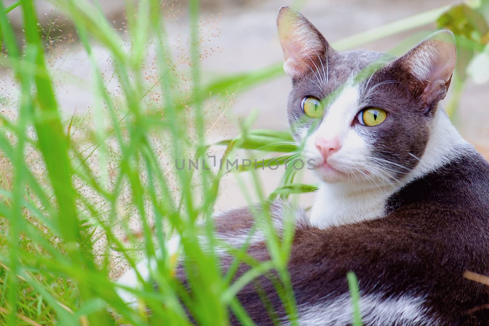 Cutely cat lying in the green grass