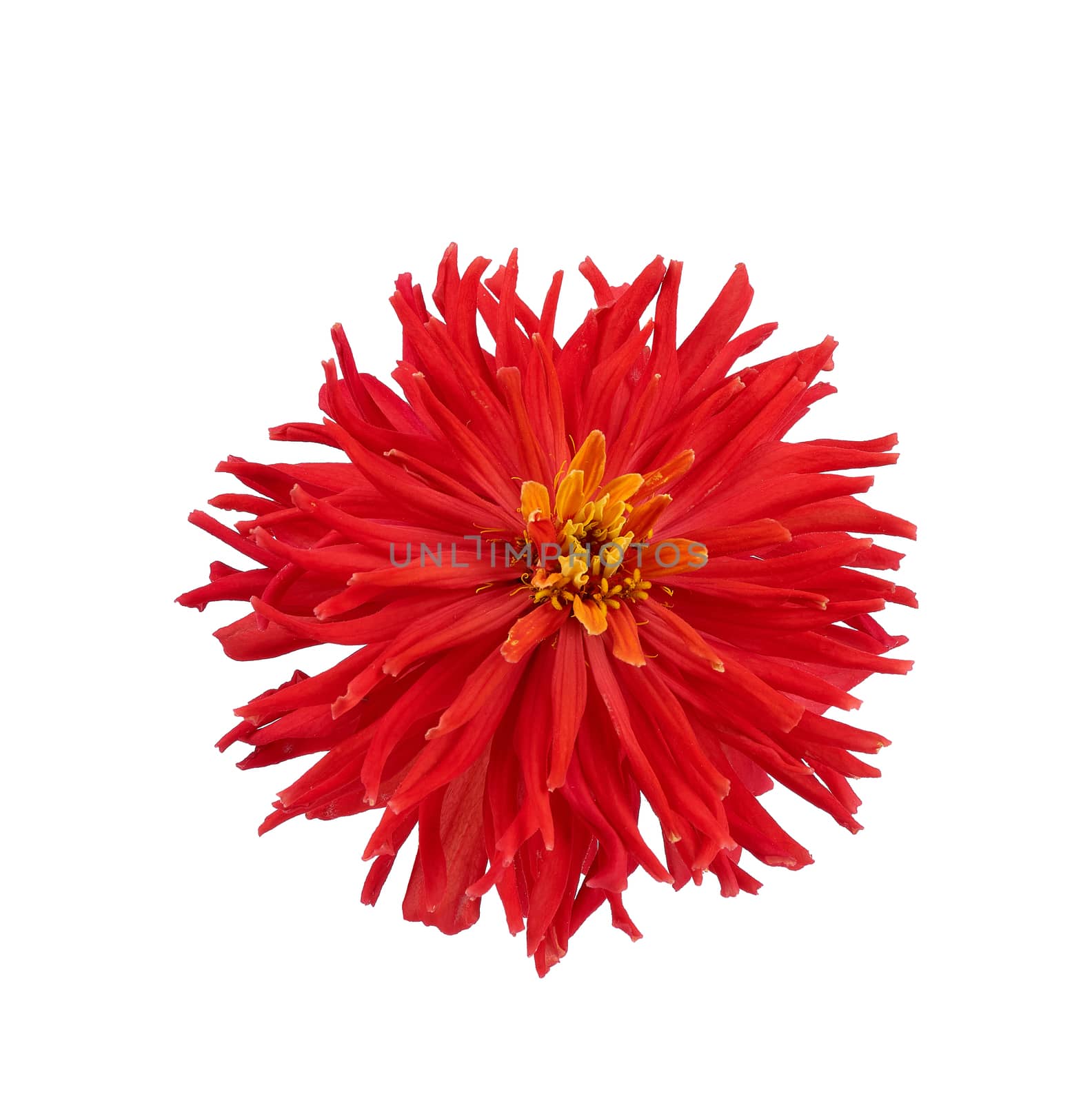 red blooming zinnia bud isolated on a white background by ndanko