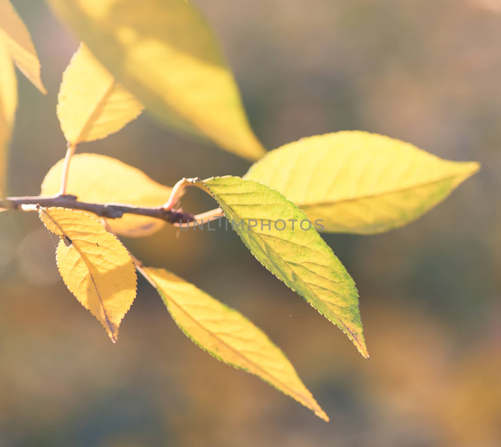 cherry branch with green and yellow leaves in autumn sunny day, selective focus