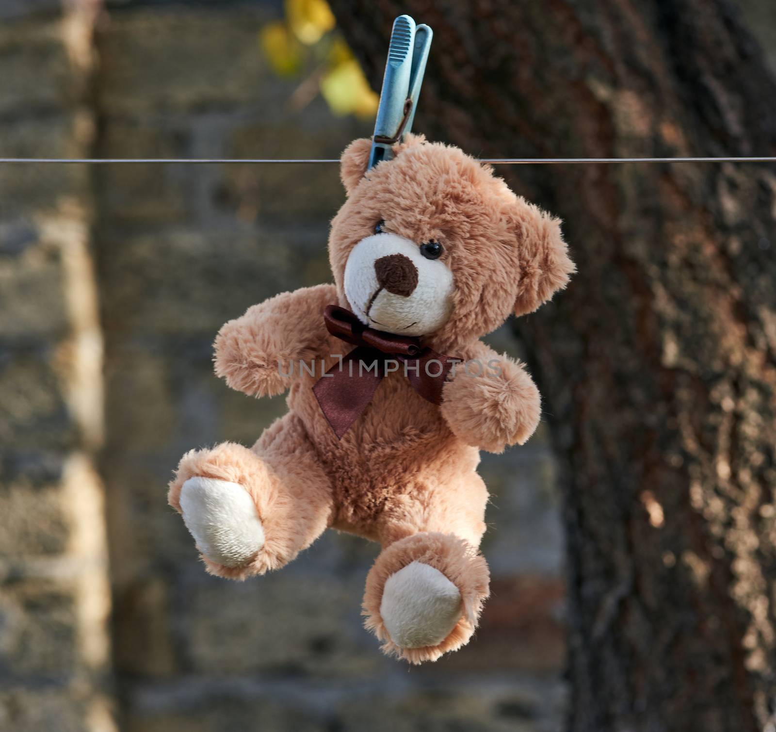 old teddy bear hanging on a clothesline, autumn day