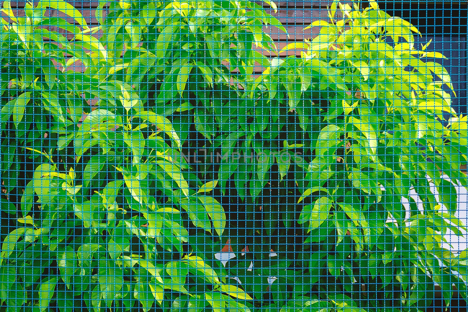 Steel wire mesh fence with green tree background