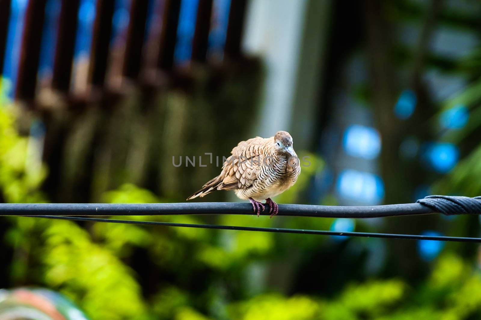 Zebra Dove (Geopelia striata), bird, on the wire with blurred background