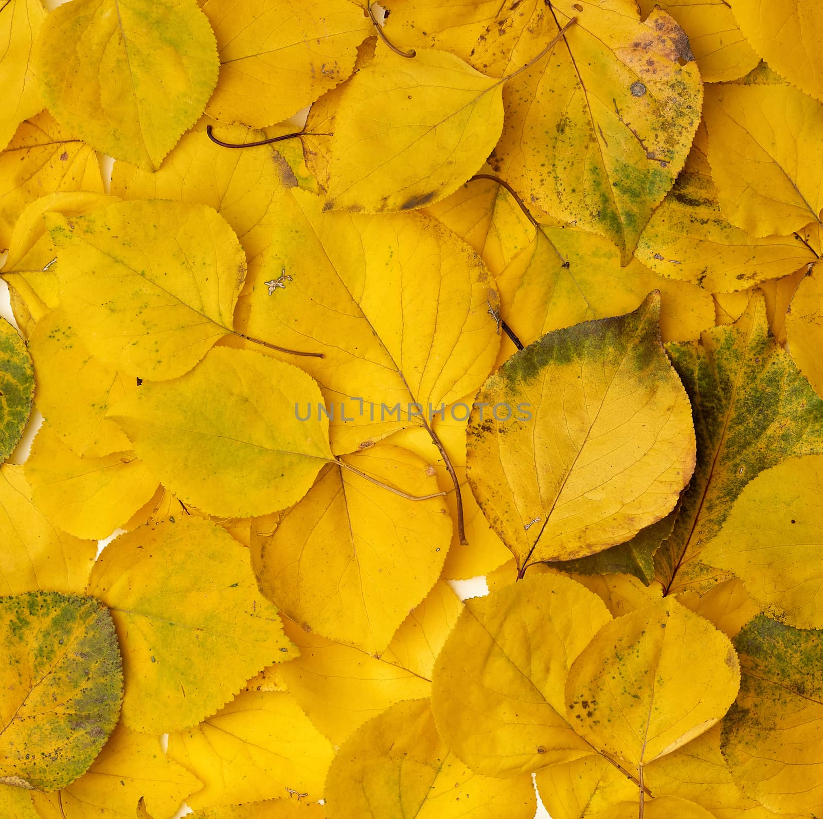 many yellowed dry apricot leaves, full frame, autumn backdrop