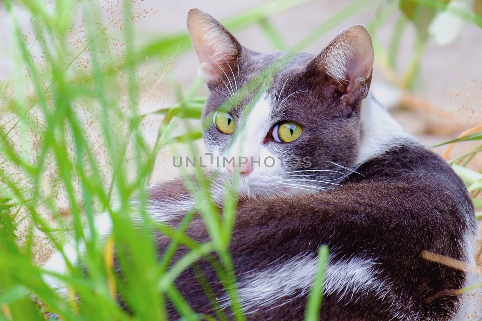 Cutely cat lying in the green grass