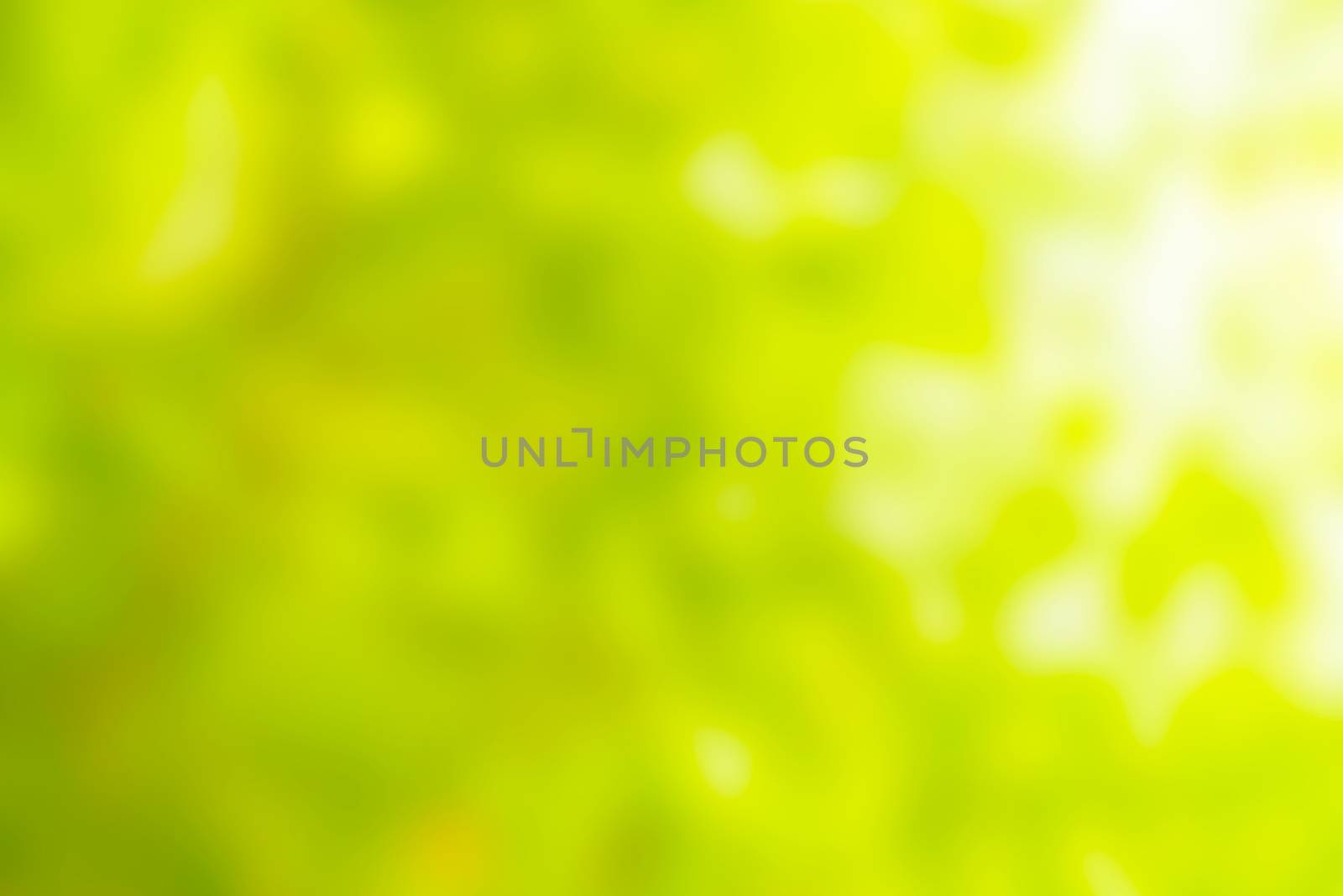 Abstract blurred green natural background, selective focus