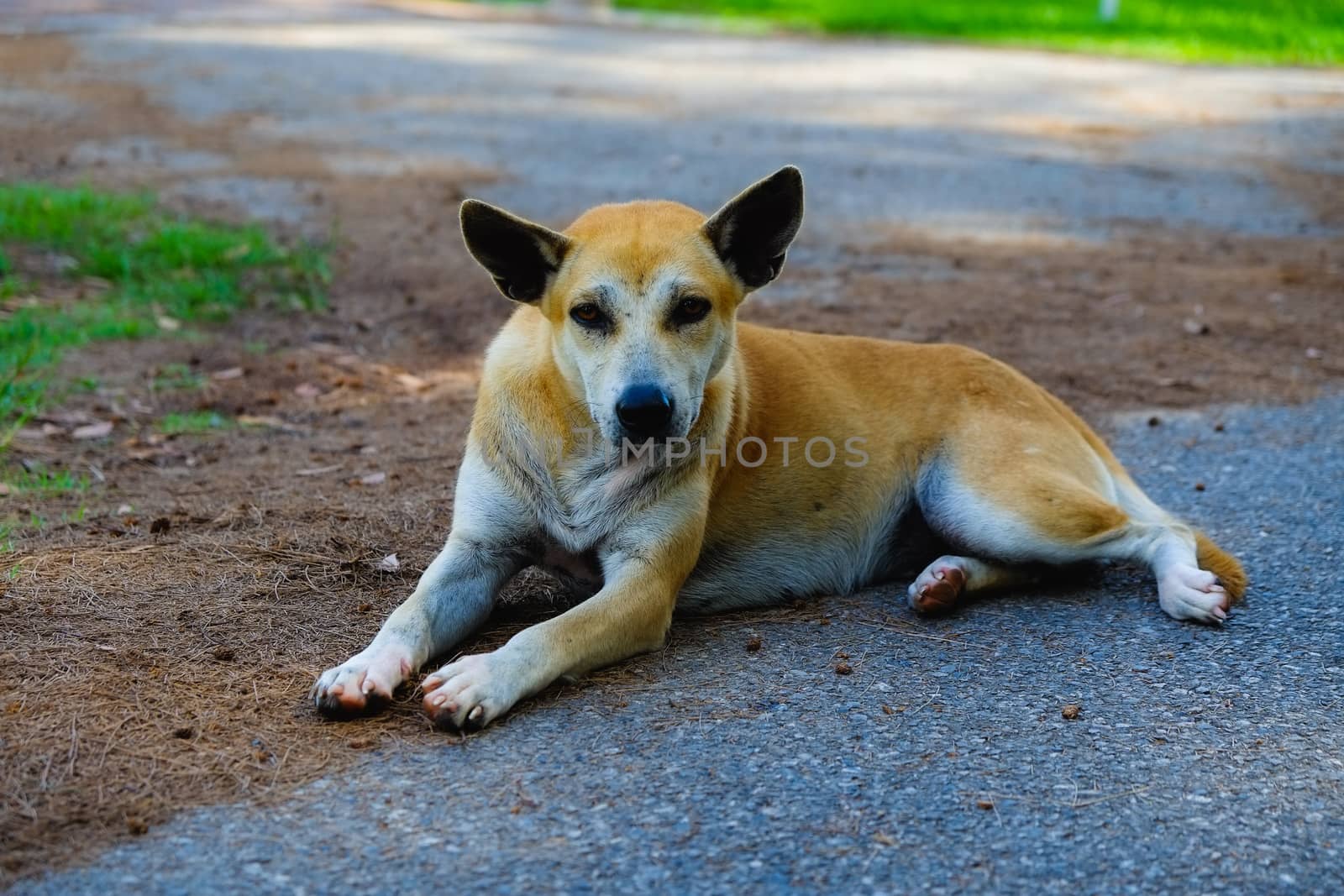 Street dog
