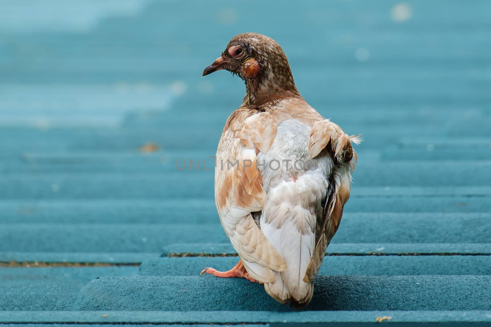 An ill, injured or sick pigeon