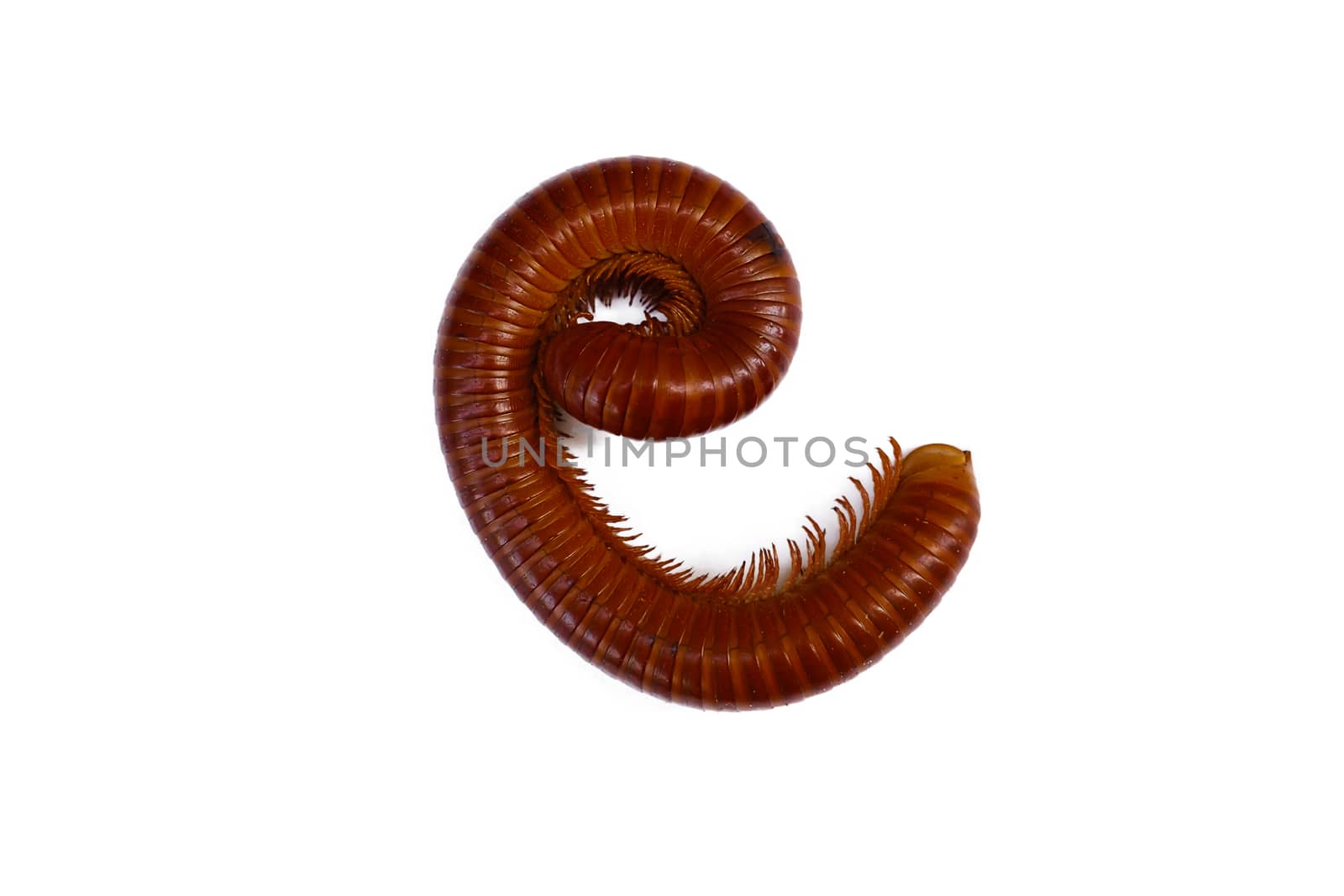 Giant Millipede on the white background