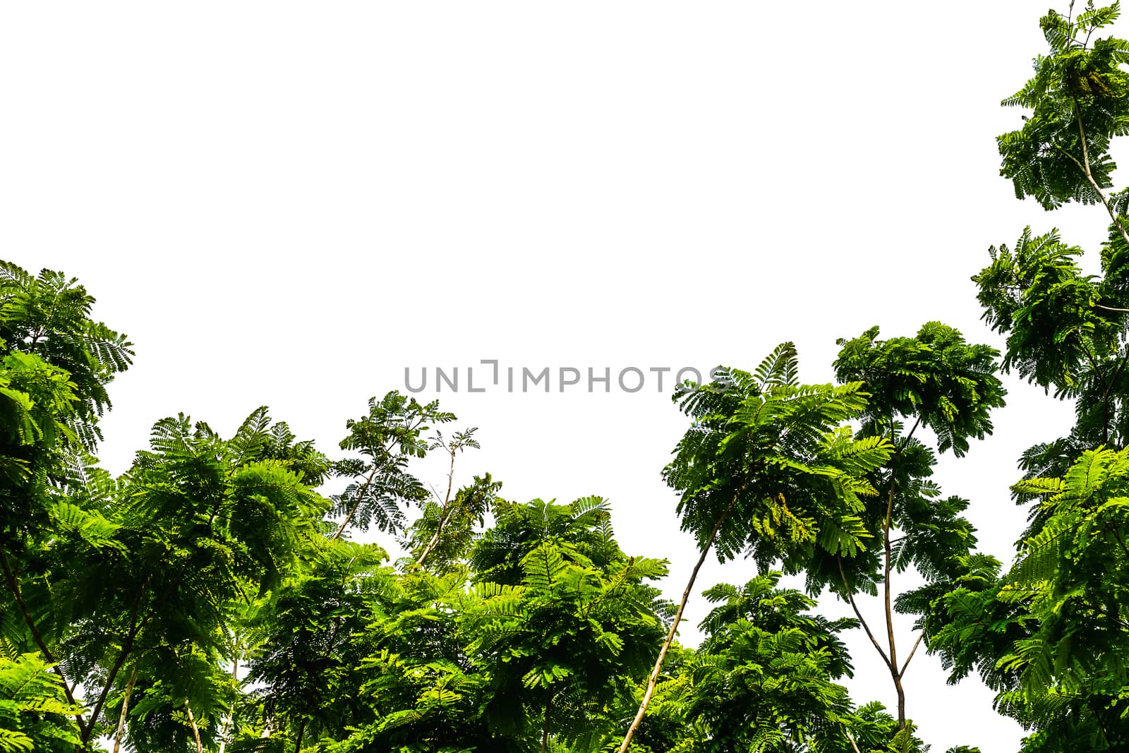 Tree isolated on white background