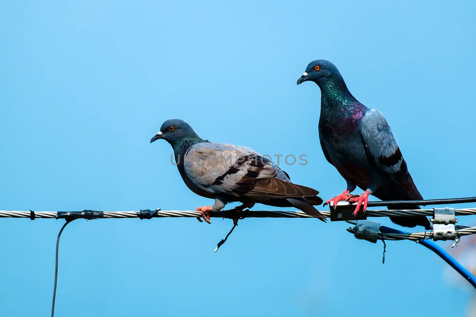 Couple of pigeon on the wire by iamnoonmai