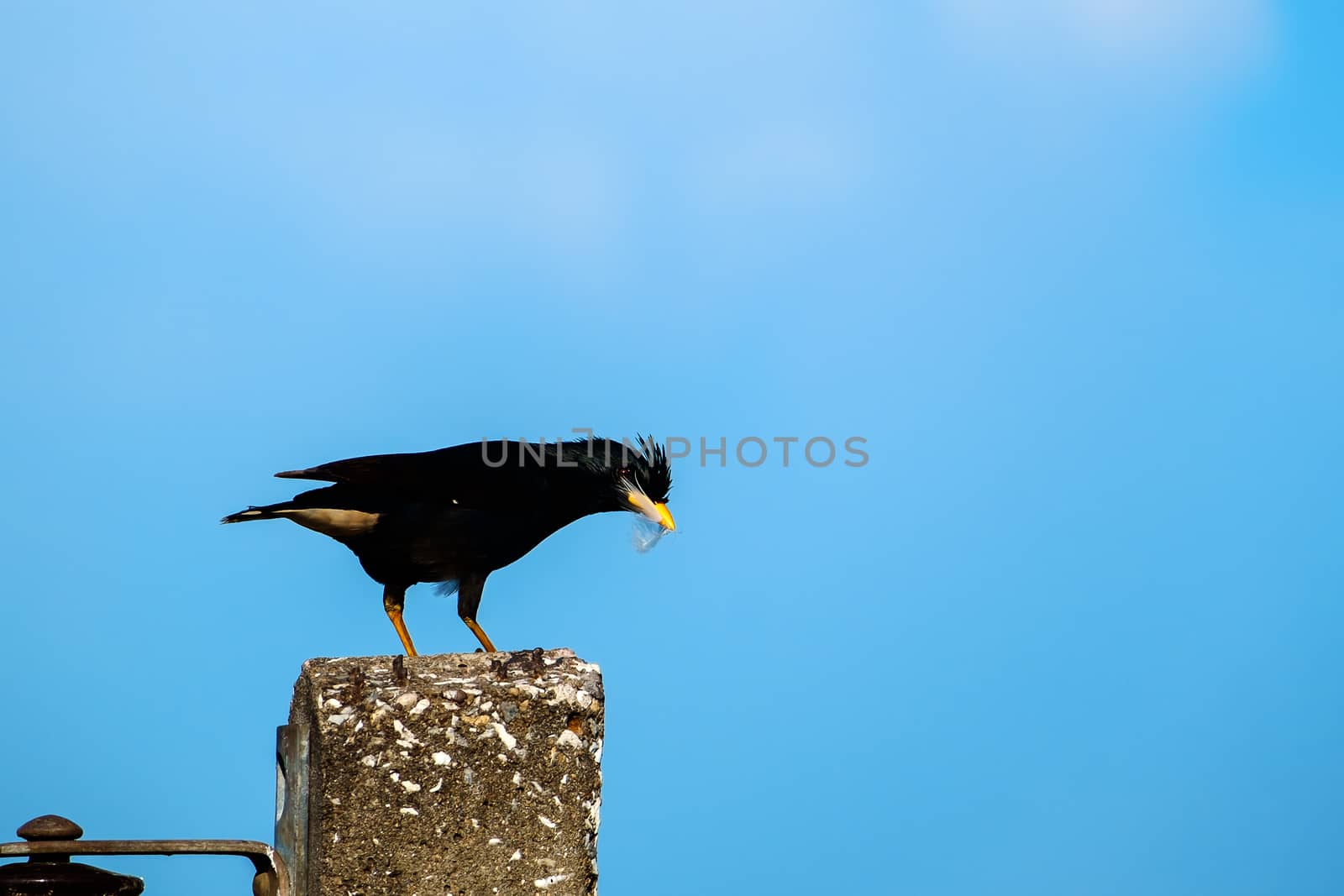 Starlings bird or White-vented Myna or Acridotheres grandis on the post with blue sky
