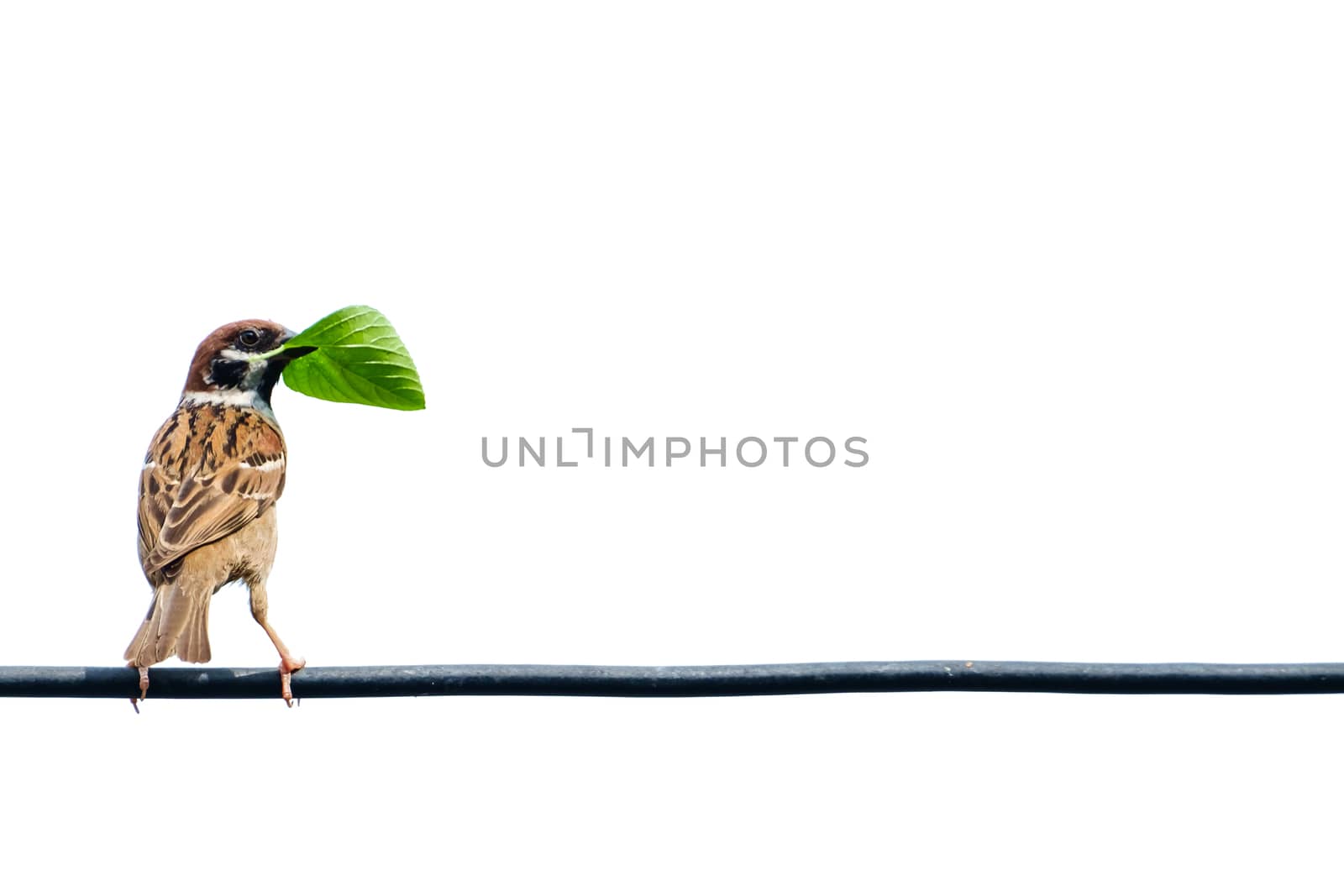 Eurasian tree sparrow, bird, on the wire with isolated white background