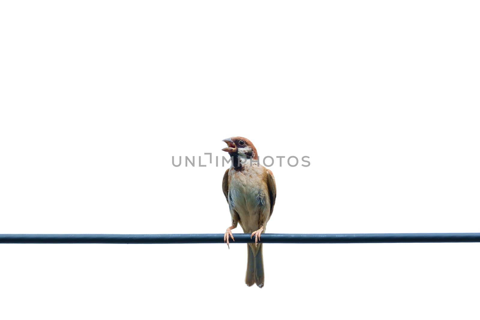 Eurasian tree sparrow, bird, on the wire with isolated white background
