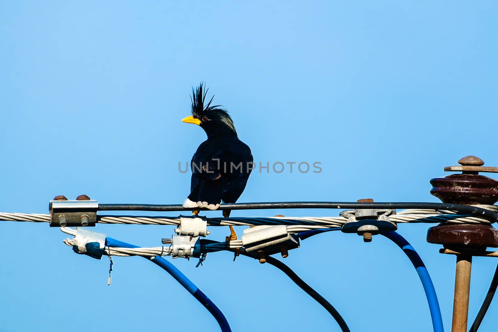 Starlings bird or White-vented Myna or Acridotheres grandis on the wire with blue sky