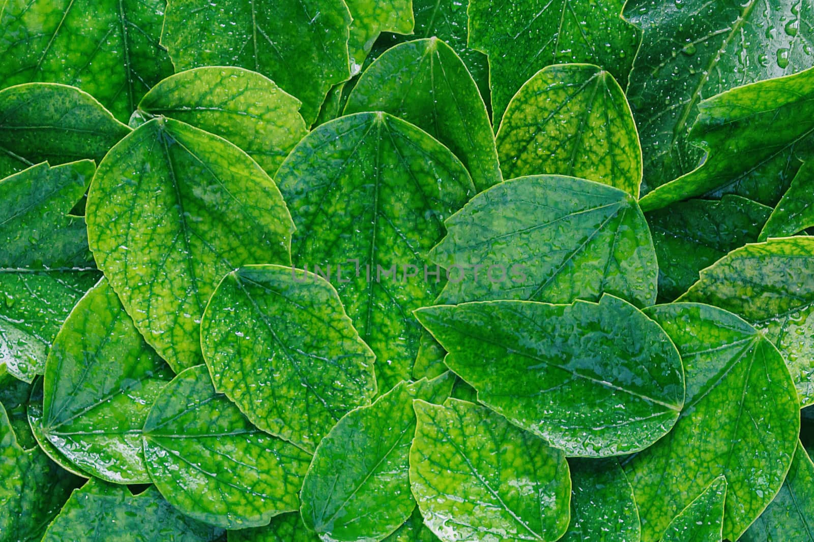 Green leaves with water drops