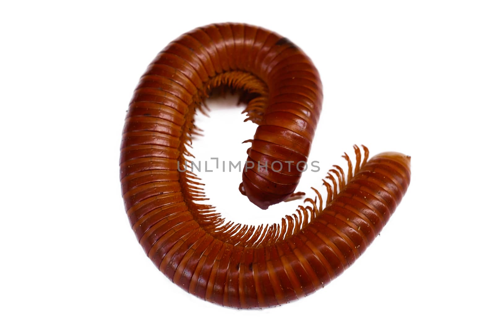 Giant Millipede on the white background