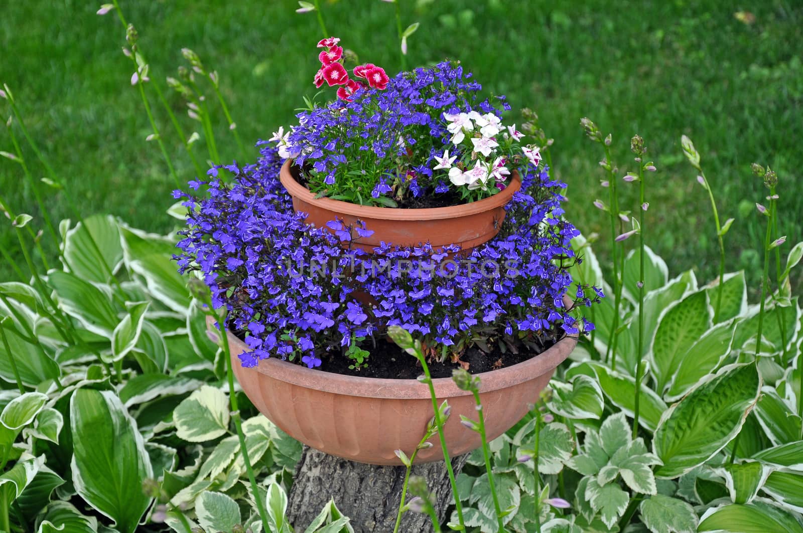 Pretty violet flowers in planter on tree stump surrounded by hosta plants