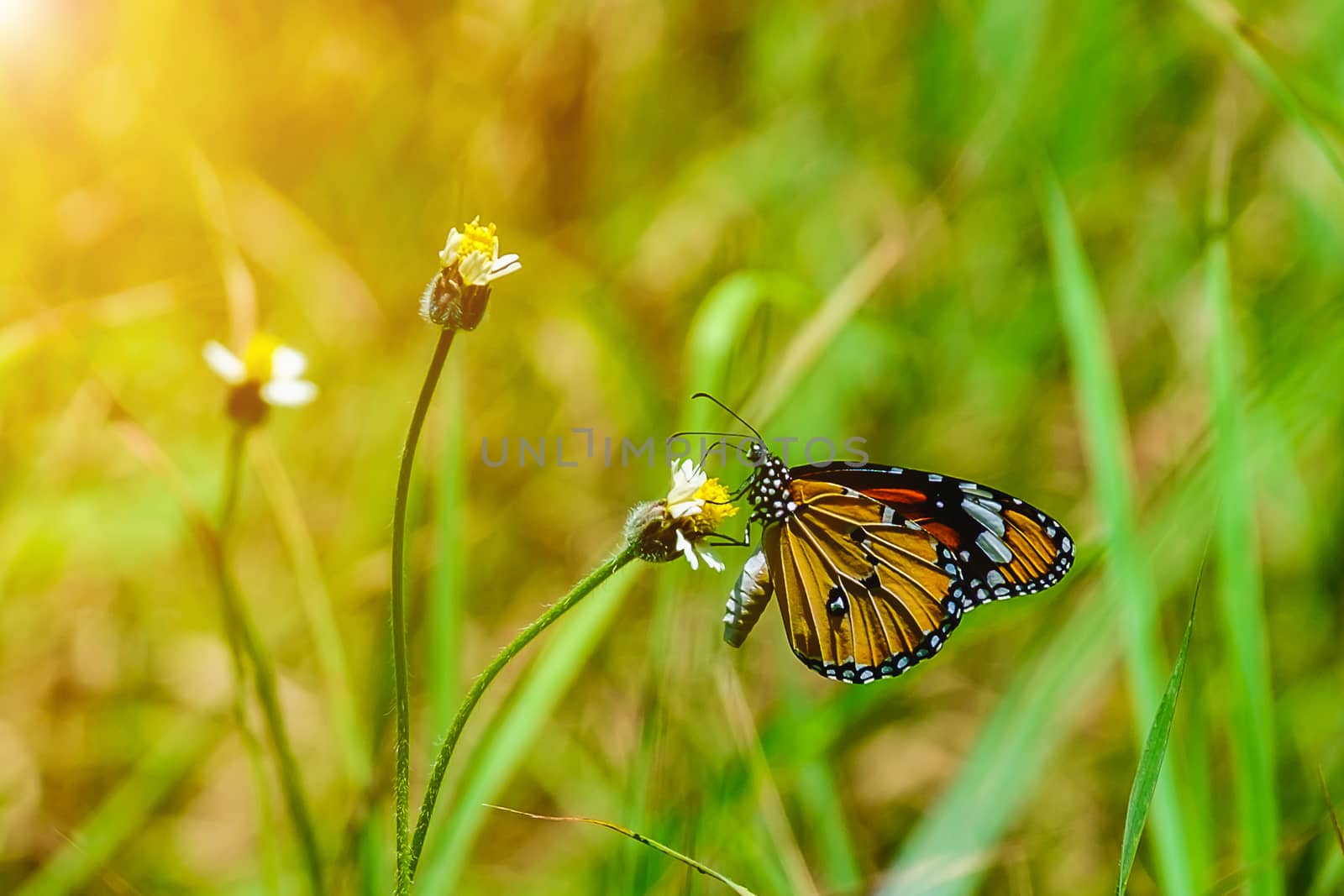 Butterfly on grass flower, selective focus