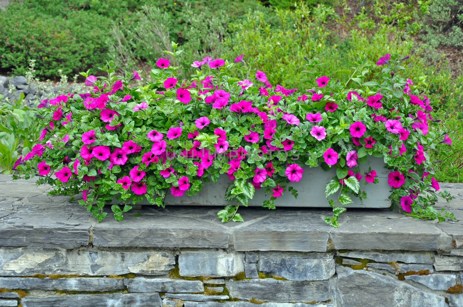 Petty purple petunias in planter on brick wall