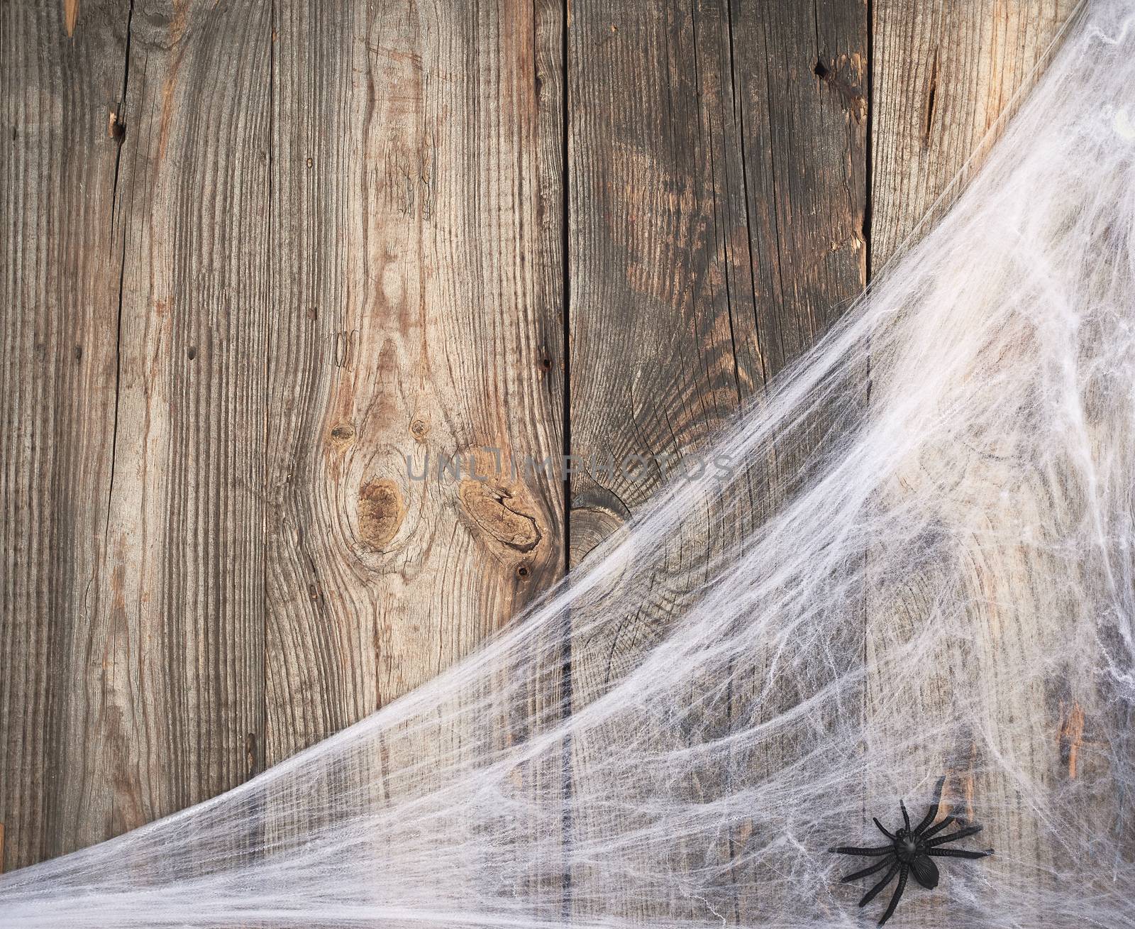 white spider web with black spiders on a gray wooden background from old boards, backdrop for the holiday Halloween