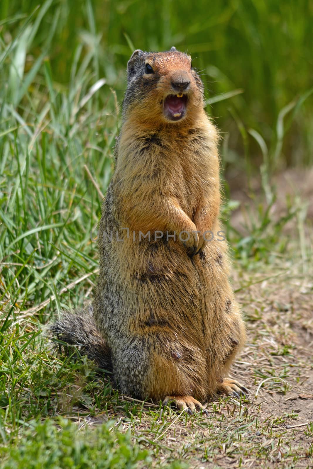 Cute standing screaming gopher