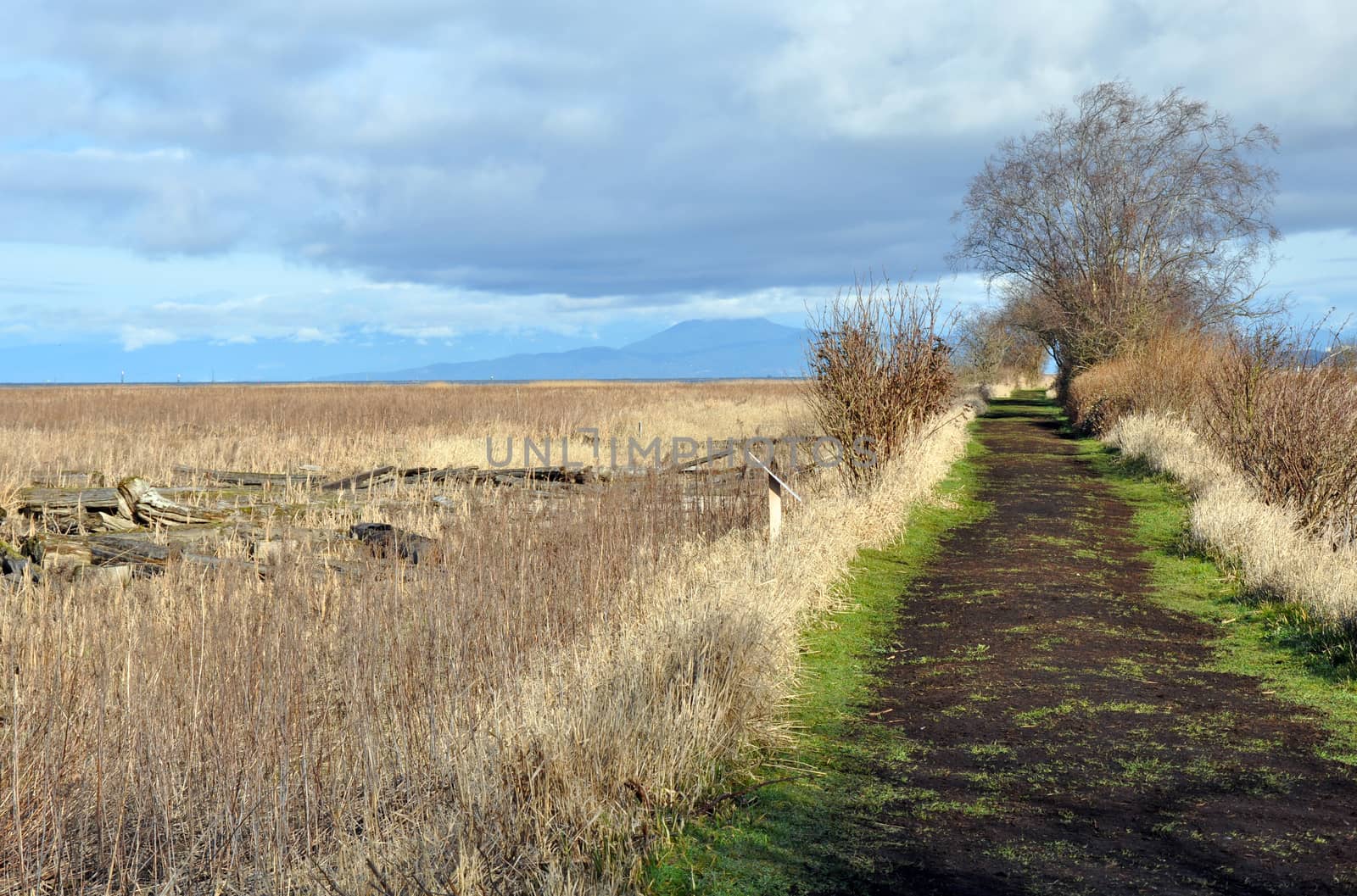 Pathway along early spring marsh and estuary