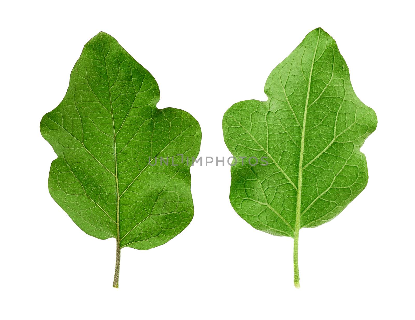 set of two green fresh eggplant leaves isolated on a white background, close up