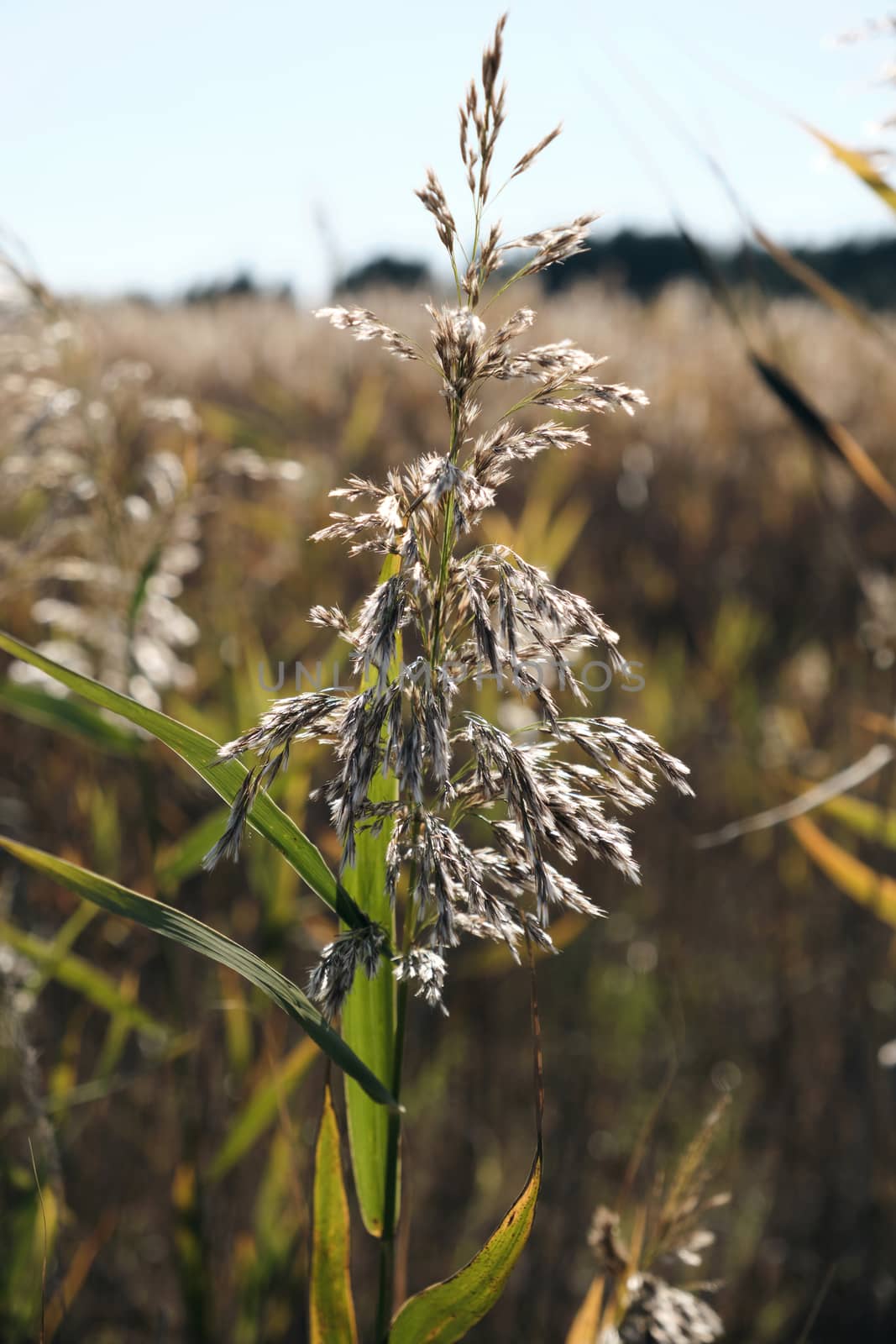 dry stalks of reeds at the pond sway in the wind on an autumn da by ndanko