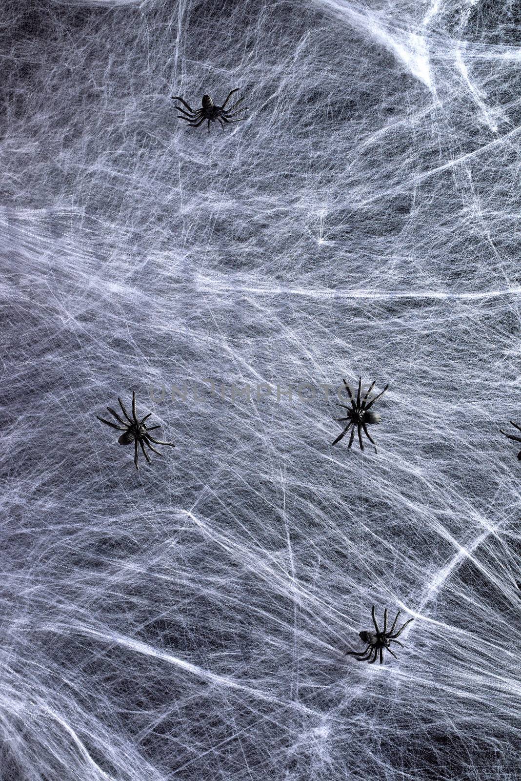 stretched white web and black spiders, background for the holiday Halloween, copy space