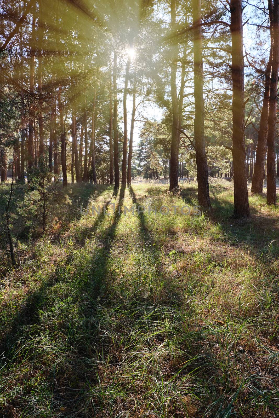 green coniferous forest on a sunny autumn day, Ukraine, bright rays of the sun shine through the crowns of trees