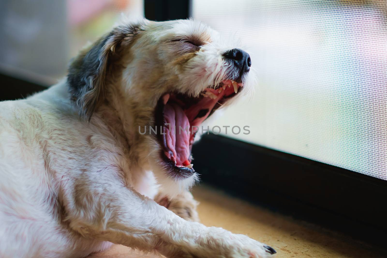 Short hair white shih-Tzu dog being sleepy and yawning at the door