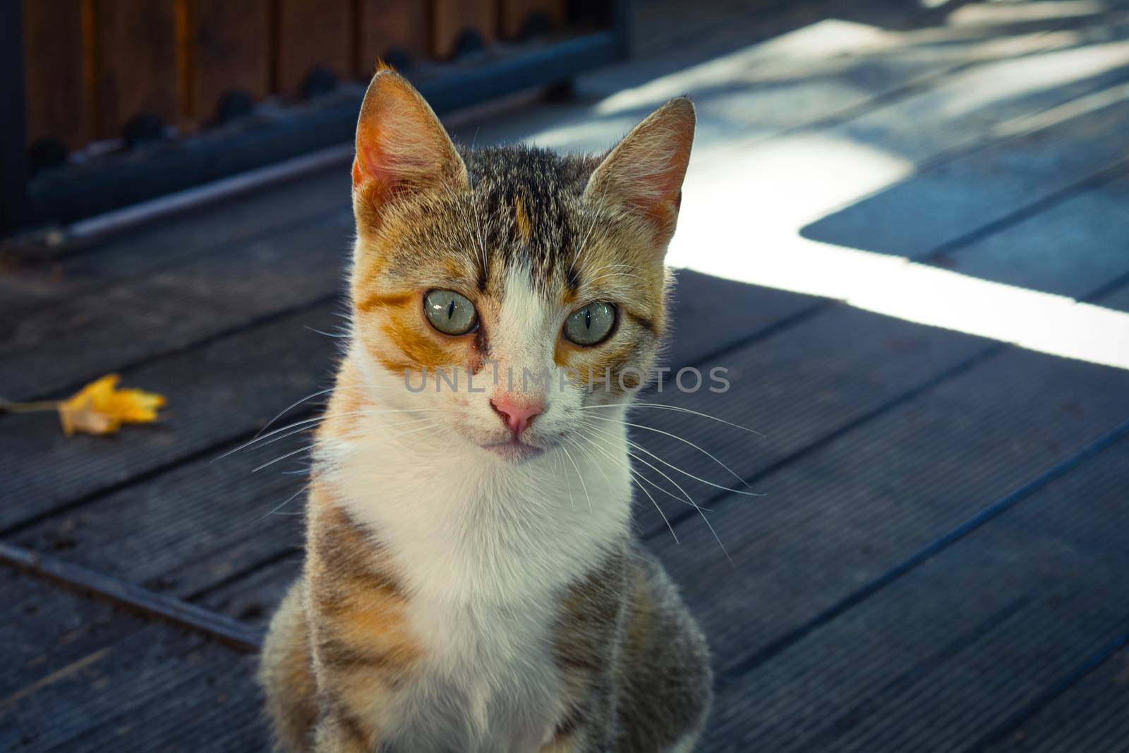 Three color stray cat portrait, starring cute female kitten