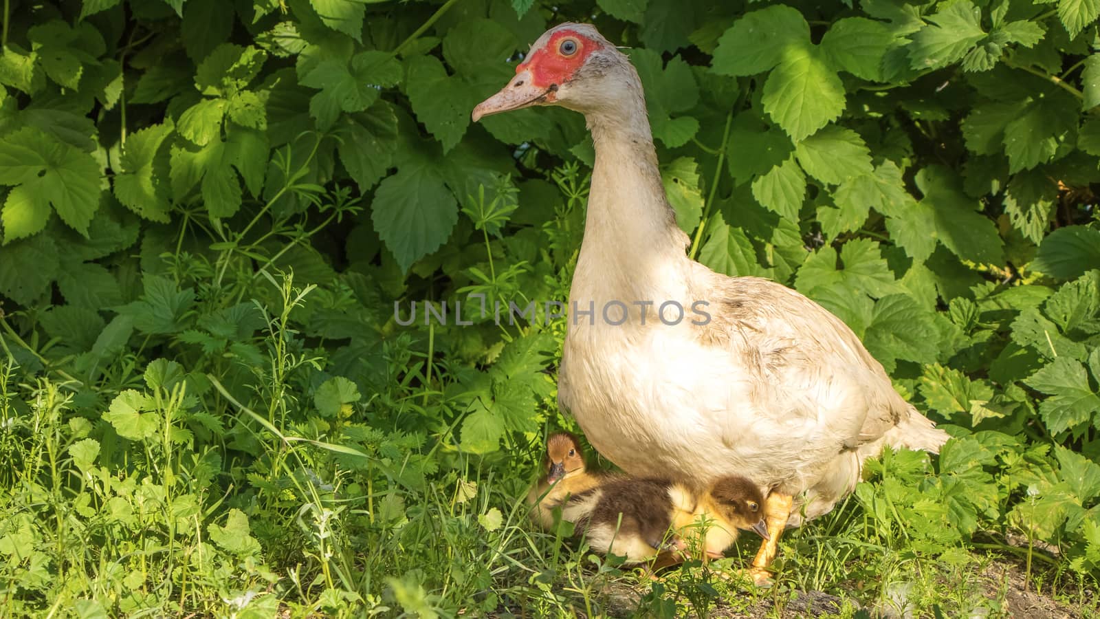 White duck with yellow ducklings on the grass. Mother duck with her children.