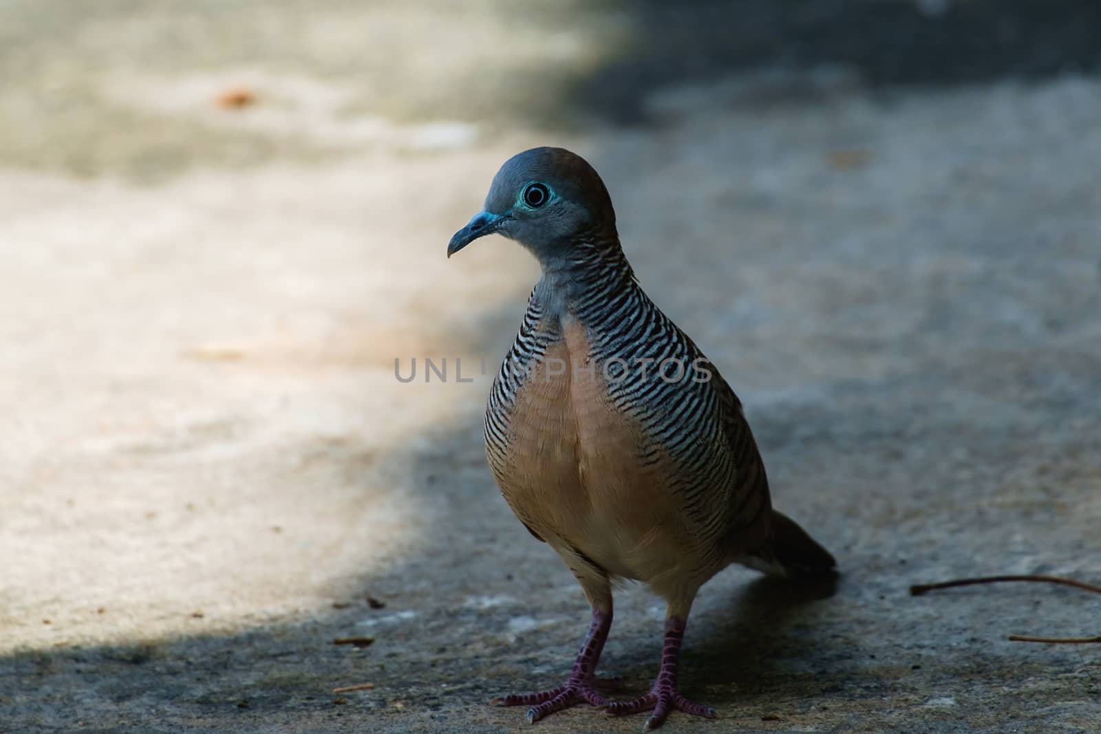 Zebra Dove (Geopelia striata), bird, standing away from sunlight
