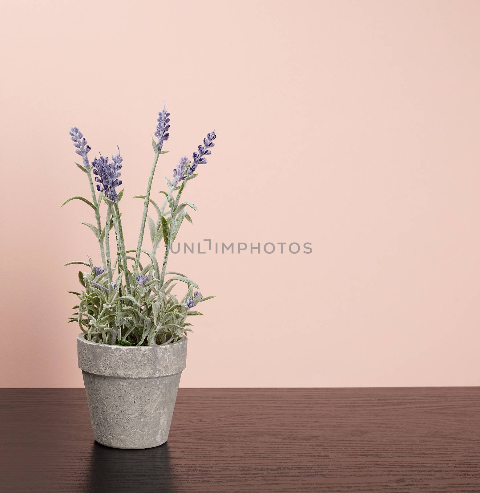 ceramic pot with lavender plants on a black table, beige background