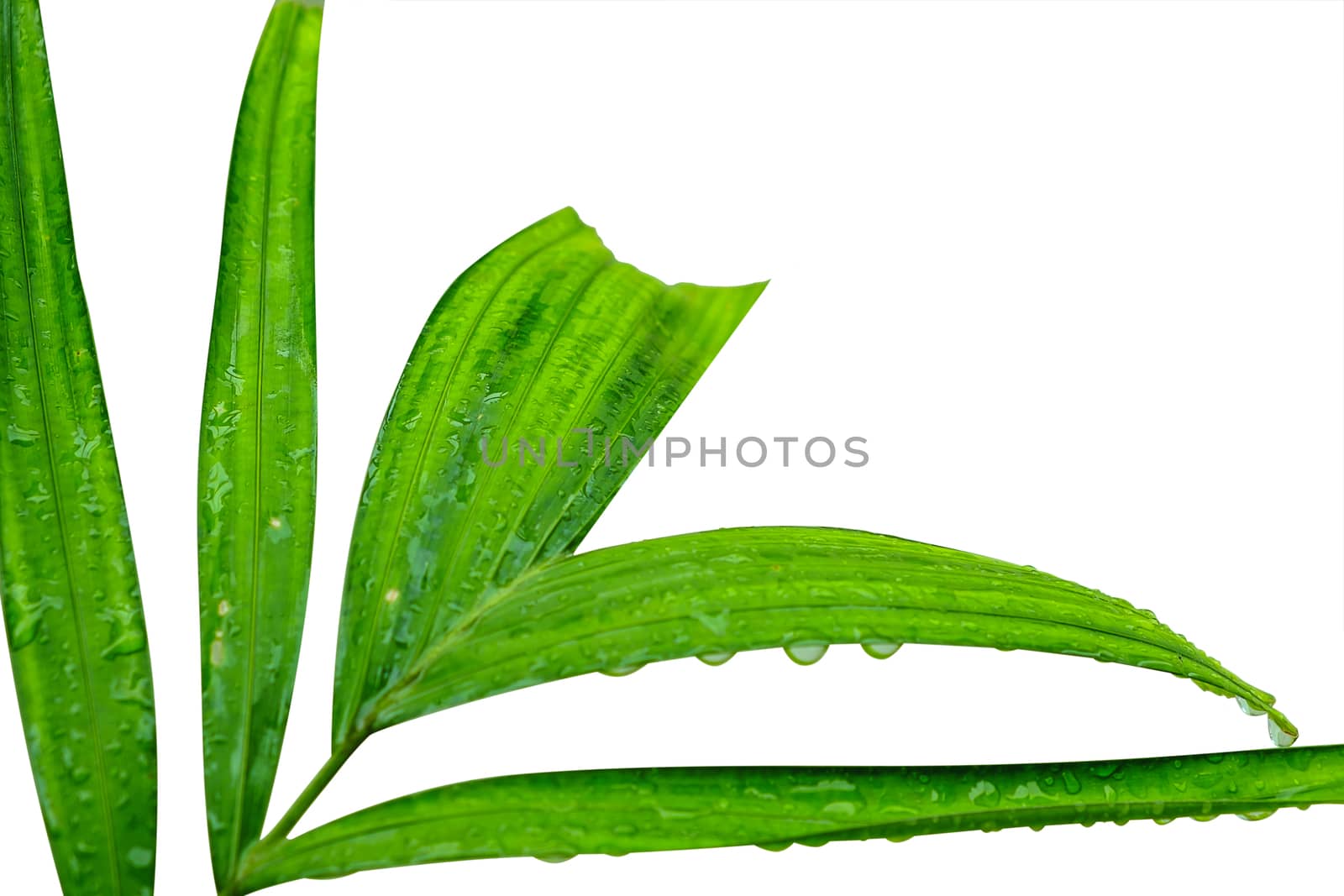 Fresh green leaves with rain water drop isolated on white background