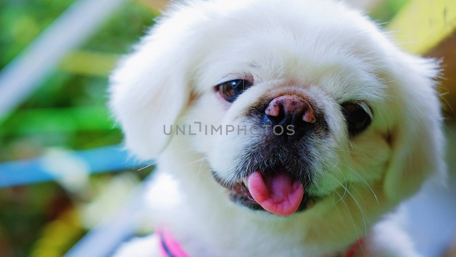 White cutely Pekingese puppy dog