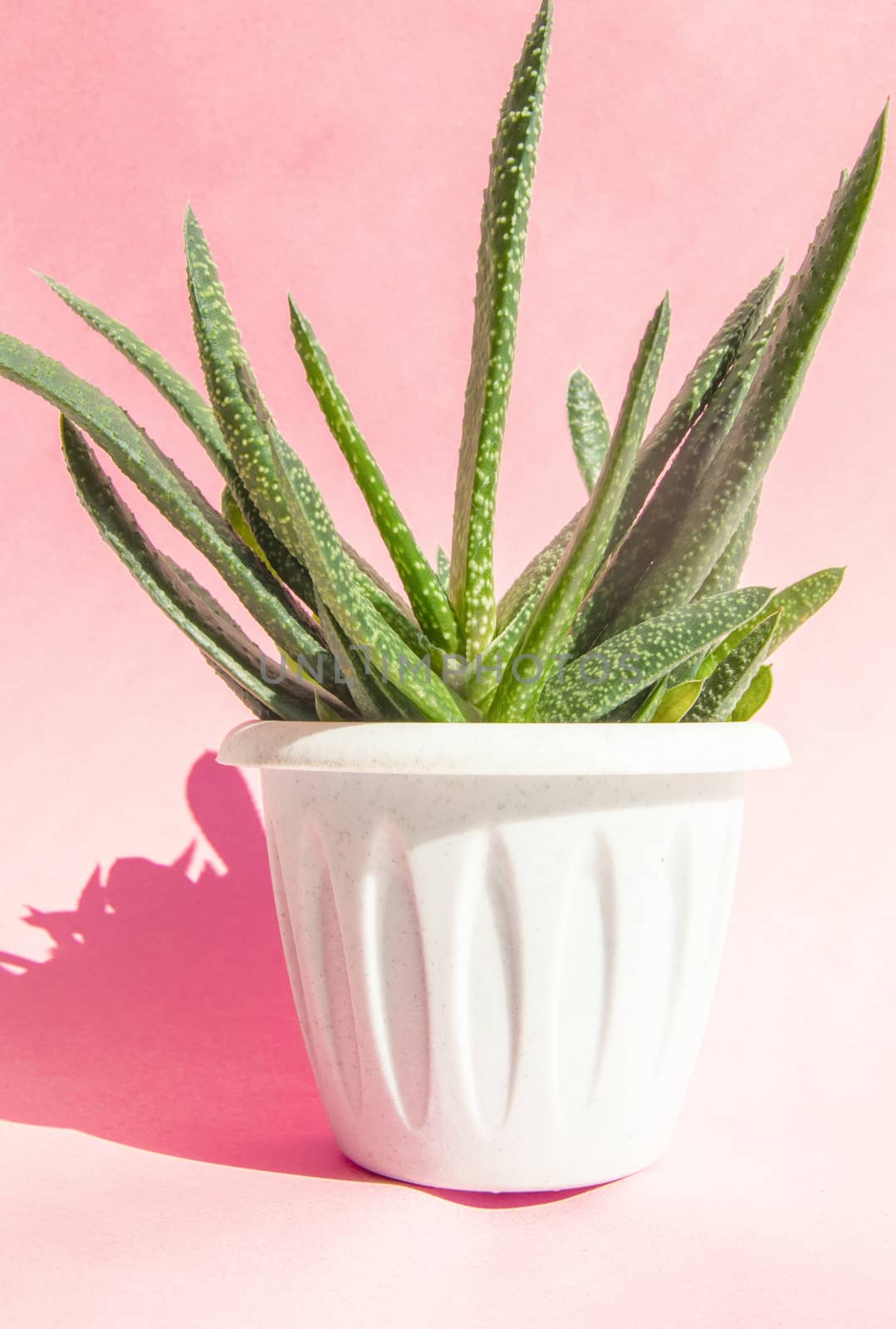 Aloe Vera plant in a white flower pot on a light pink background with sunlight and hard shadow. Concept of growing indoor plants succulents.