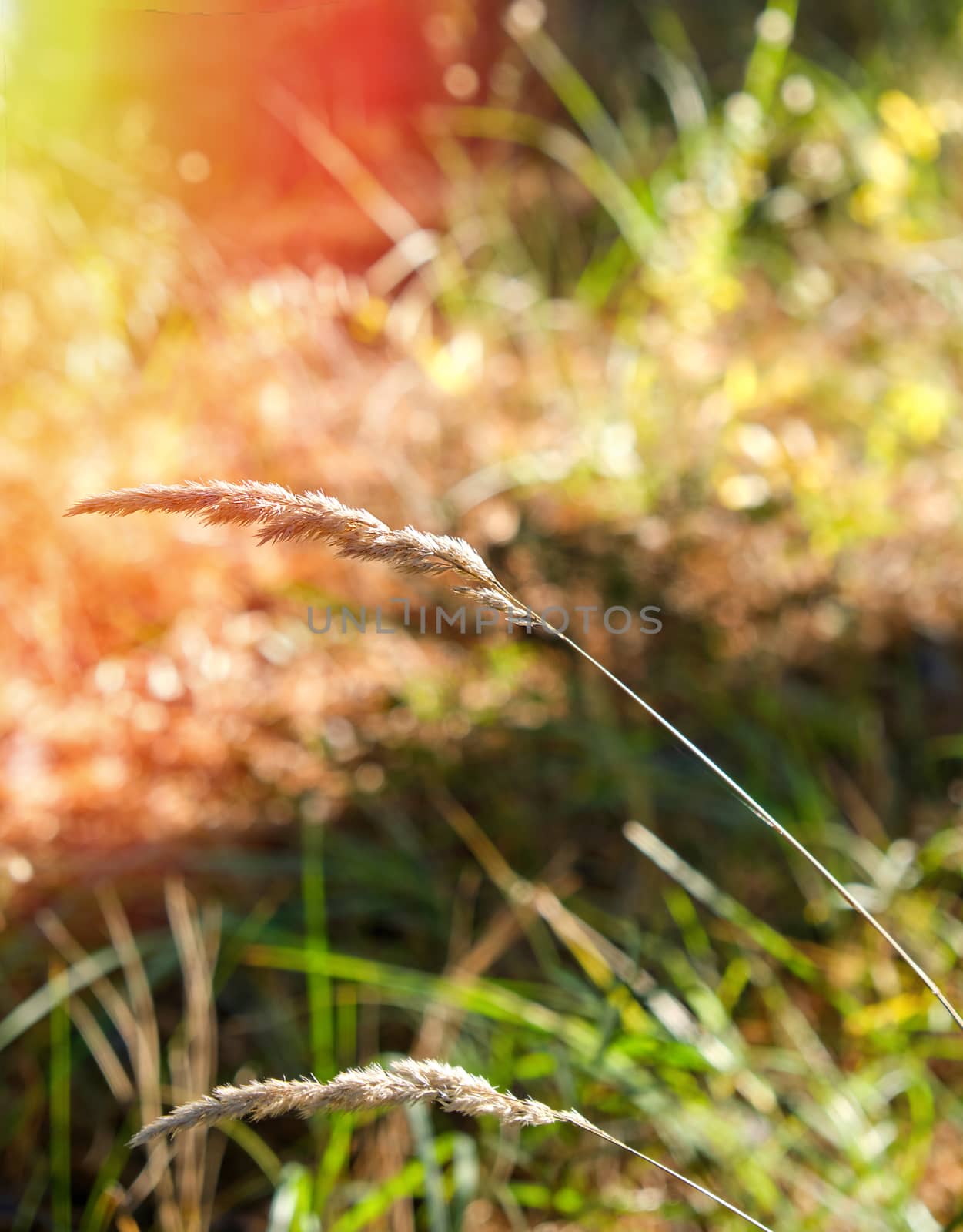 growing ears of grass in the autumn forest in the sun by ndanko