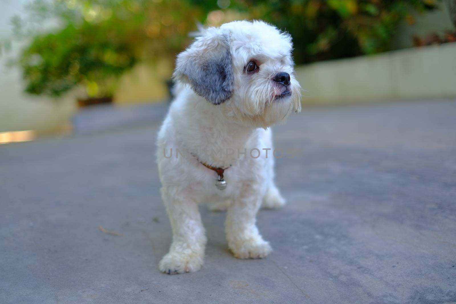 hih-Tzu dog gaze at something