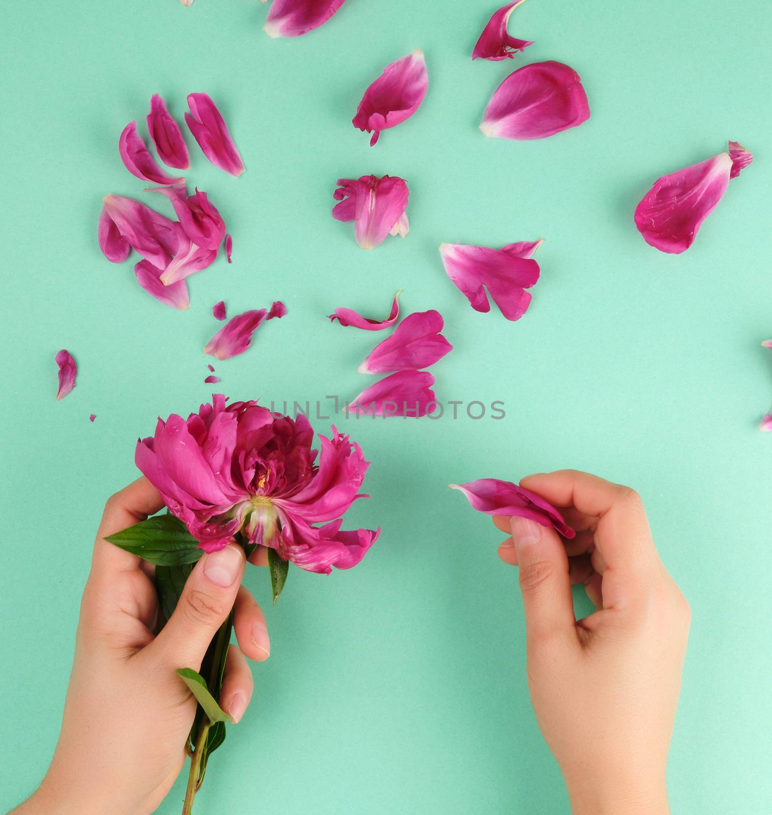 two hands of a young girl with smooth skin and red peony petals on a green  background, top view