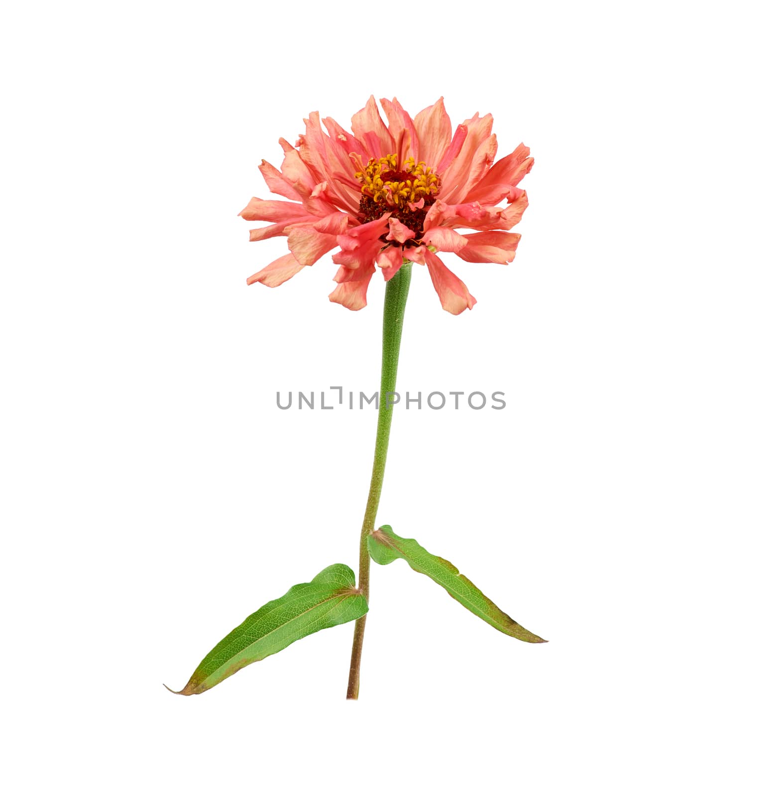 pink blooming zinnia bud on a green stem with a leaf on a white background, close up