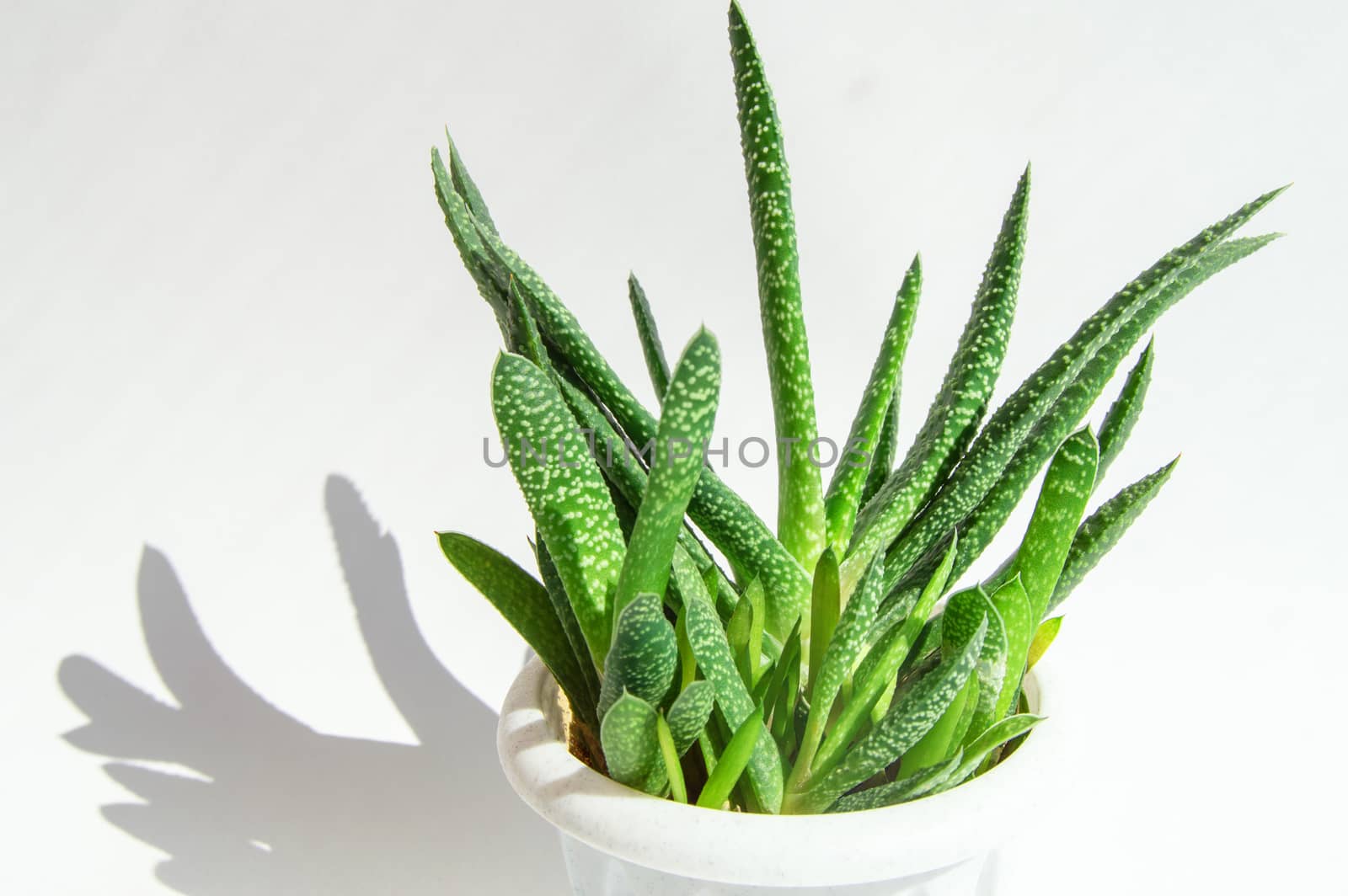 An Aloe Vera flower in a white pot and a hard shadow on a white background. concept of growing succulents at home.