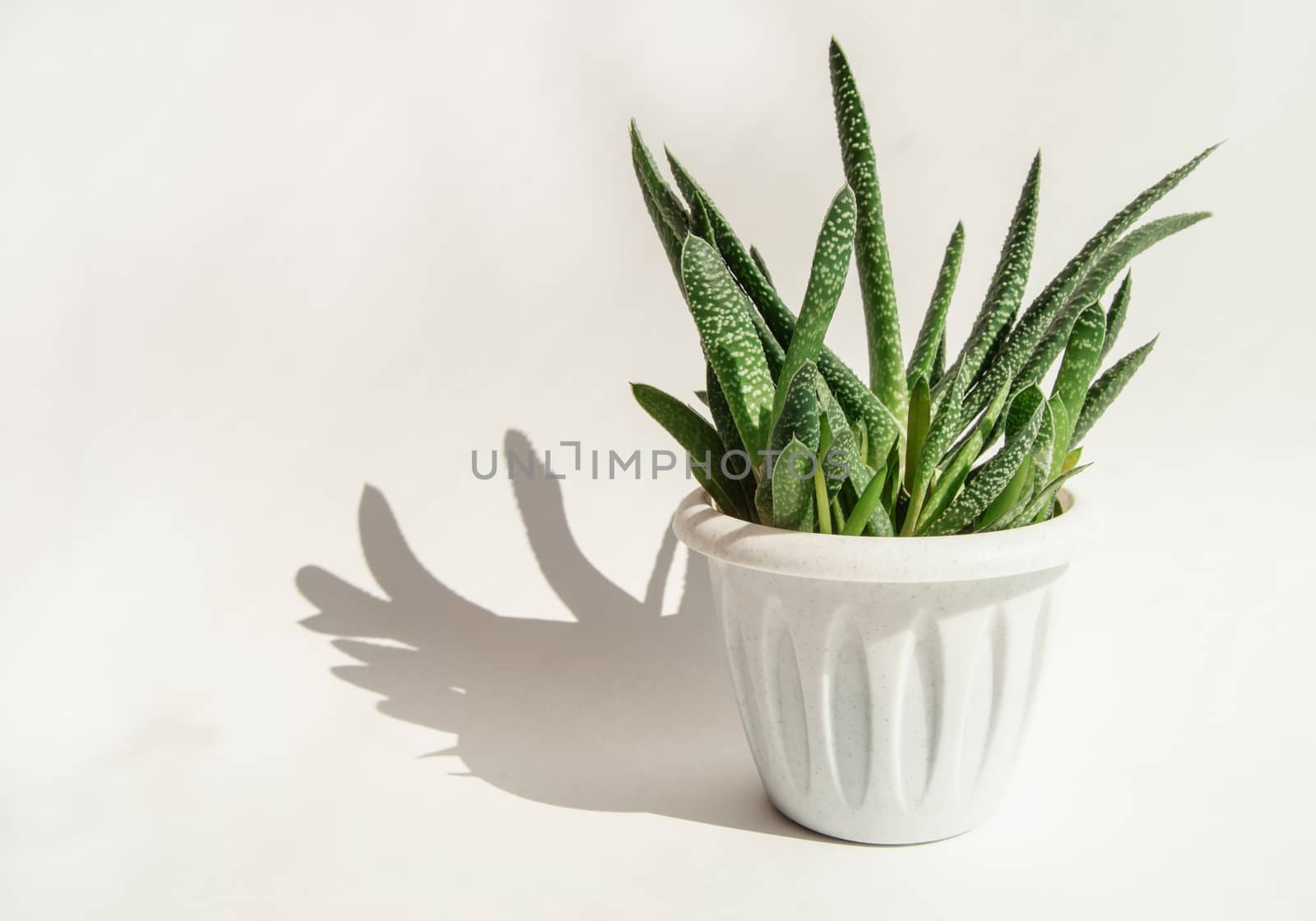 An Aloe Vera flower in a white pot and a hard shadow on a white background. concept of growing succulents at home.