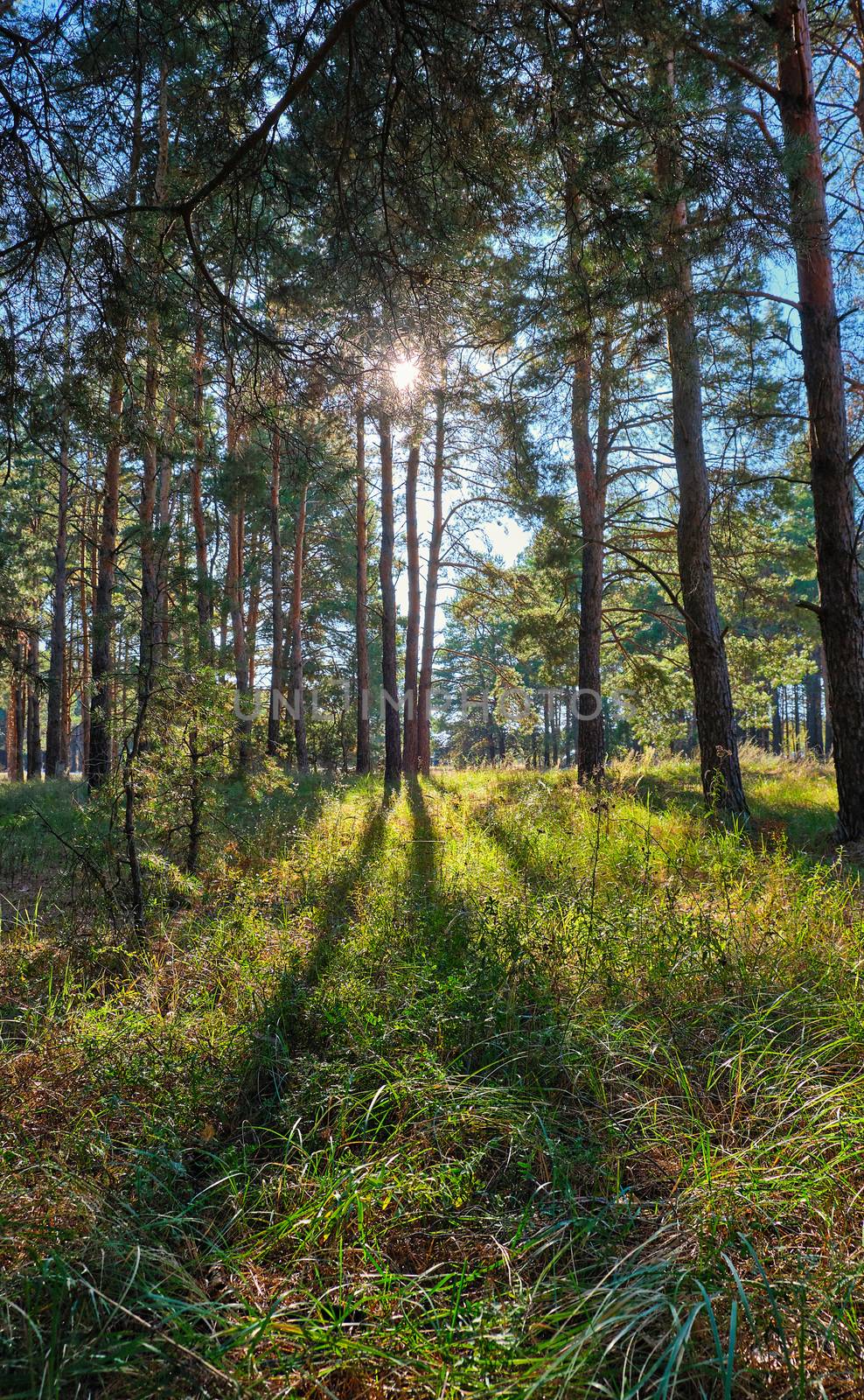 green coniferous forest on a sunny autumn day, Ukraine, bright rays of the sun shine through the crowns of trees