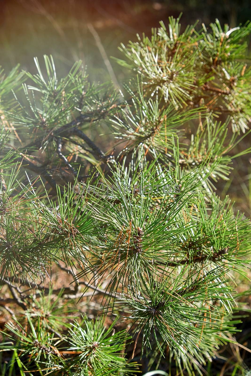 green pine branch on an autumn day, close up