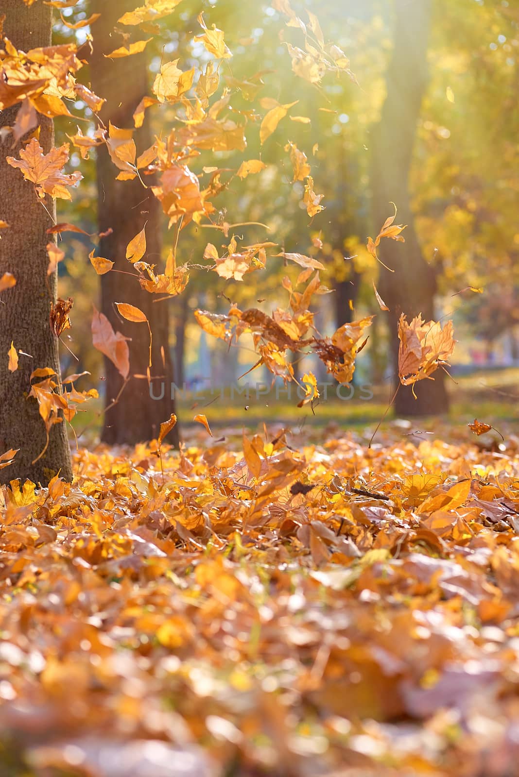 dry bright orange and yellow leaves flying in the air in an autumn park in the rays of the evening sun, November autumn park with trees, beautiful background