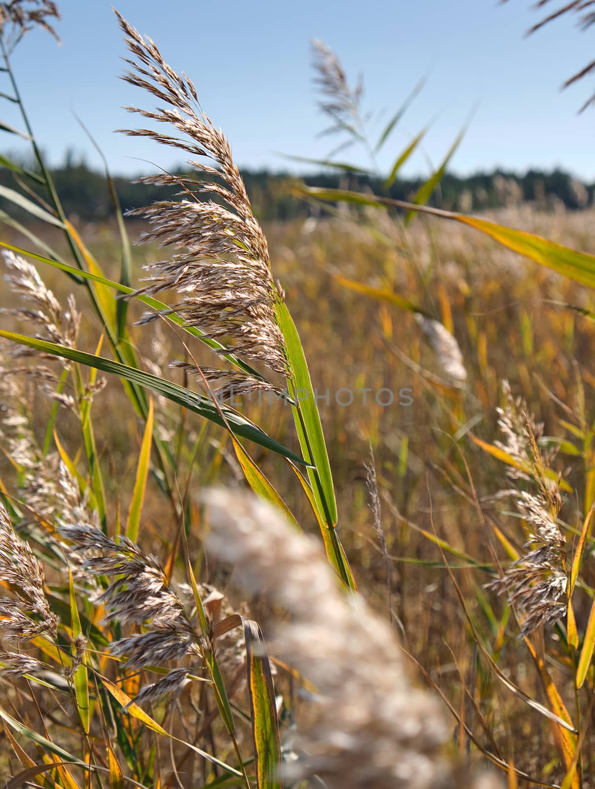 dry stalks of reeds at the pond sway in the wind on an autumn da by ndanko