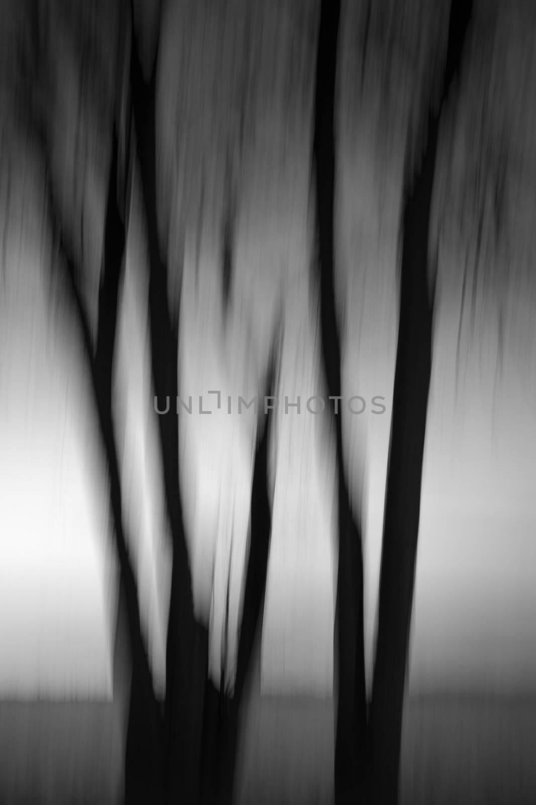 Abstract creative black and whitre image of trees in motion blur.