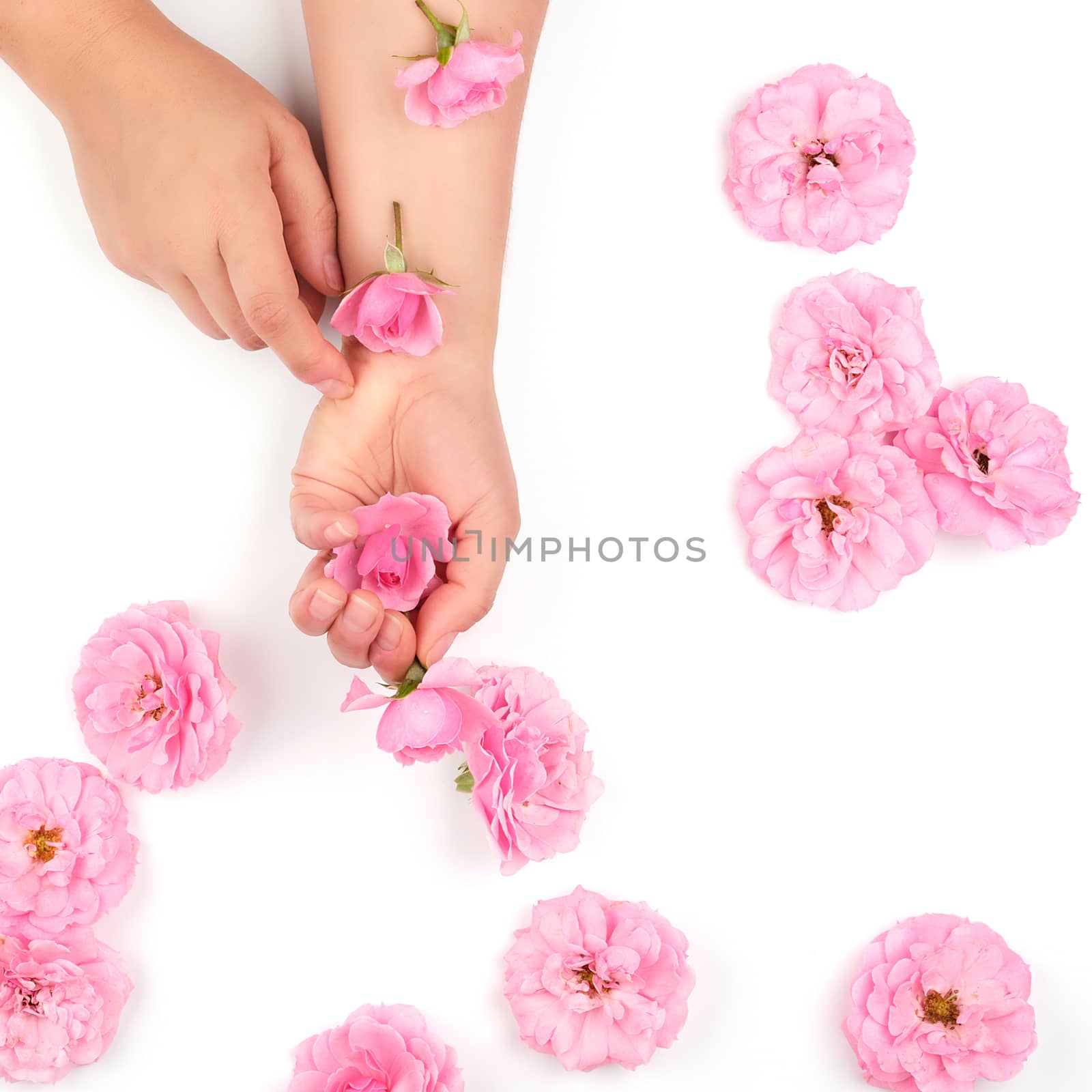 two hands of a young girl with smooth skin and pink rose on a white background, top view,  fashionable concept for hand skin care, anti-aging care, spa treatments